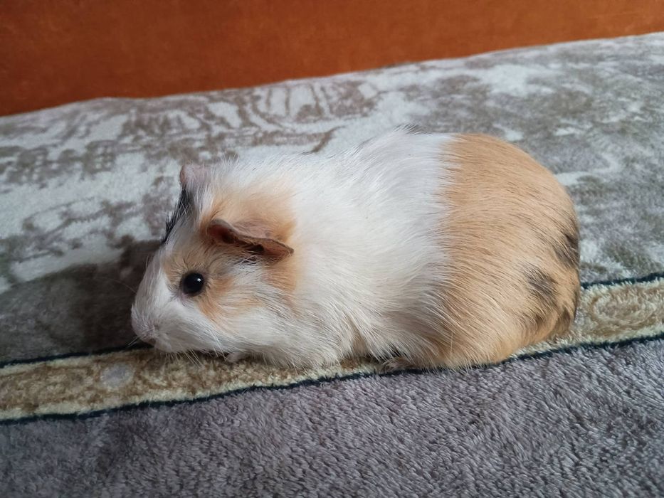 Морська свинка (мурчак, морські свинки)