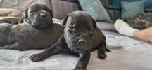 American Pit Bull Terrier szczeniak czarny