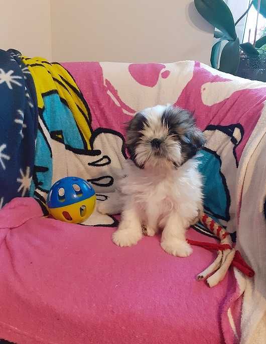 Uroczy i malutki piesek shih tzu -Czaruś-gotowy do odbioru.