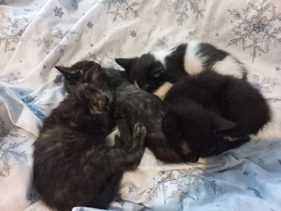 Відам в добрі руки маленьких кошенят 2 дівчинки та один хлопчик