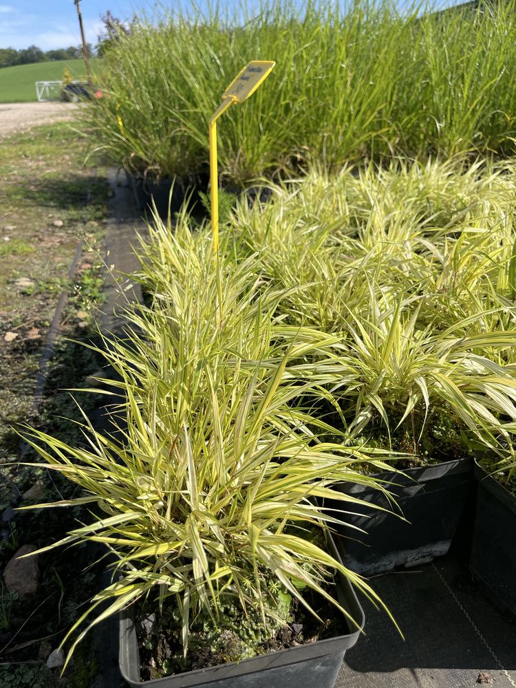Trawa Bambusowa Hakonechloa Aureola cena 30 zł