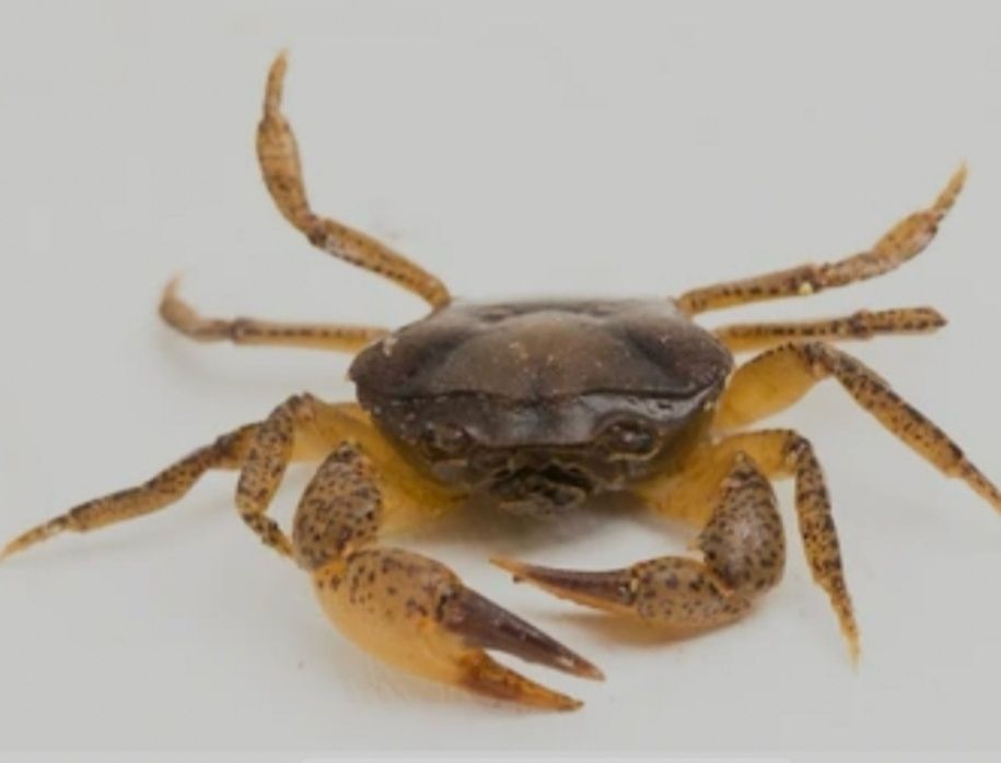 Крабы пресноводные