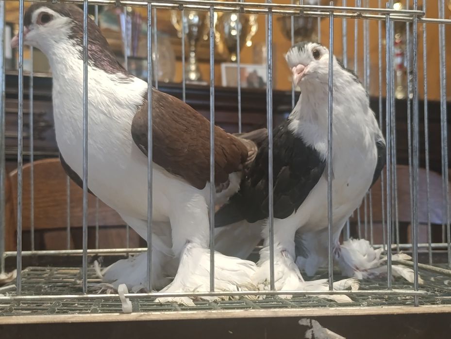 Lahor, lahory, gołębie ozdobne, wysyłam