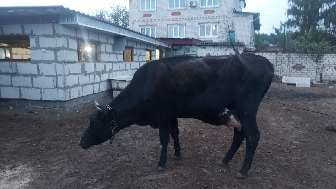 Продам процентную Джерсейку.