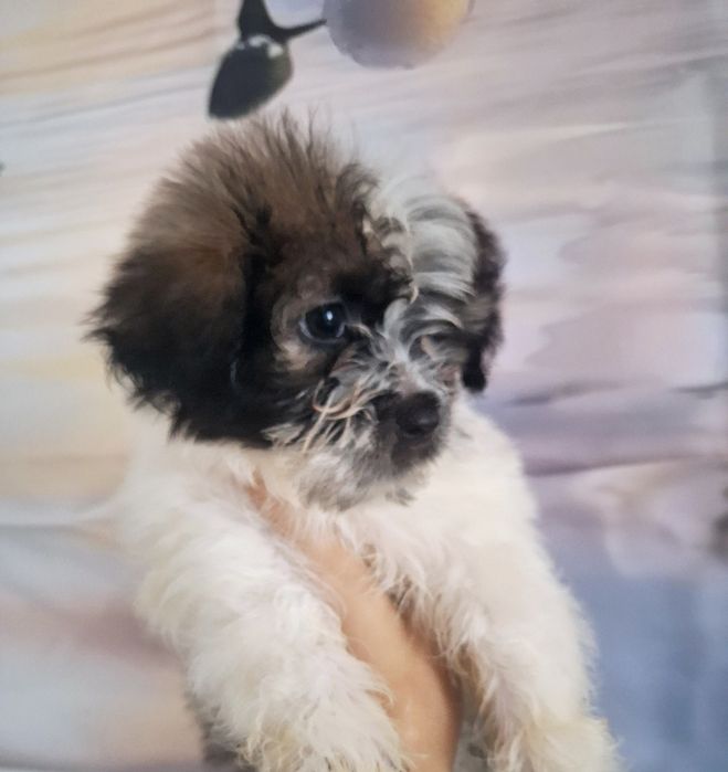 Piekny chlopczyk Shih Tzu Cacko czeka na dom