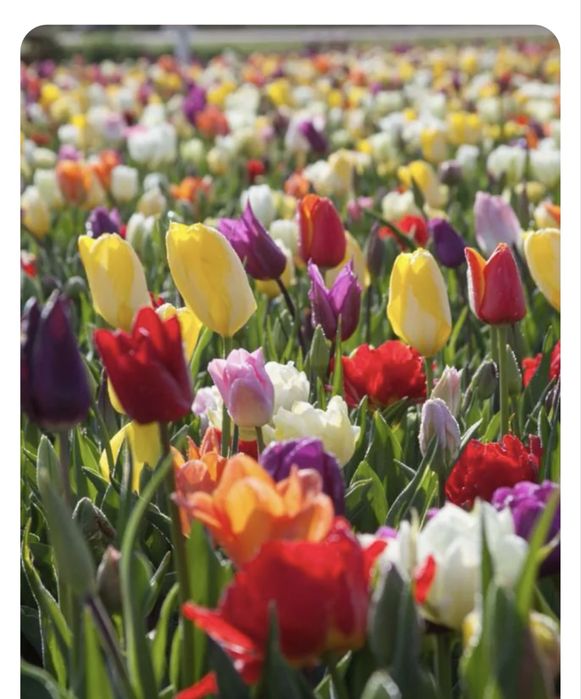 Cebulki tulipanów Tulipany