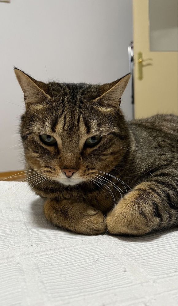 Dois gatos adultos para adoção