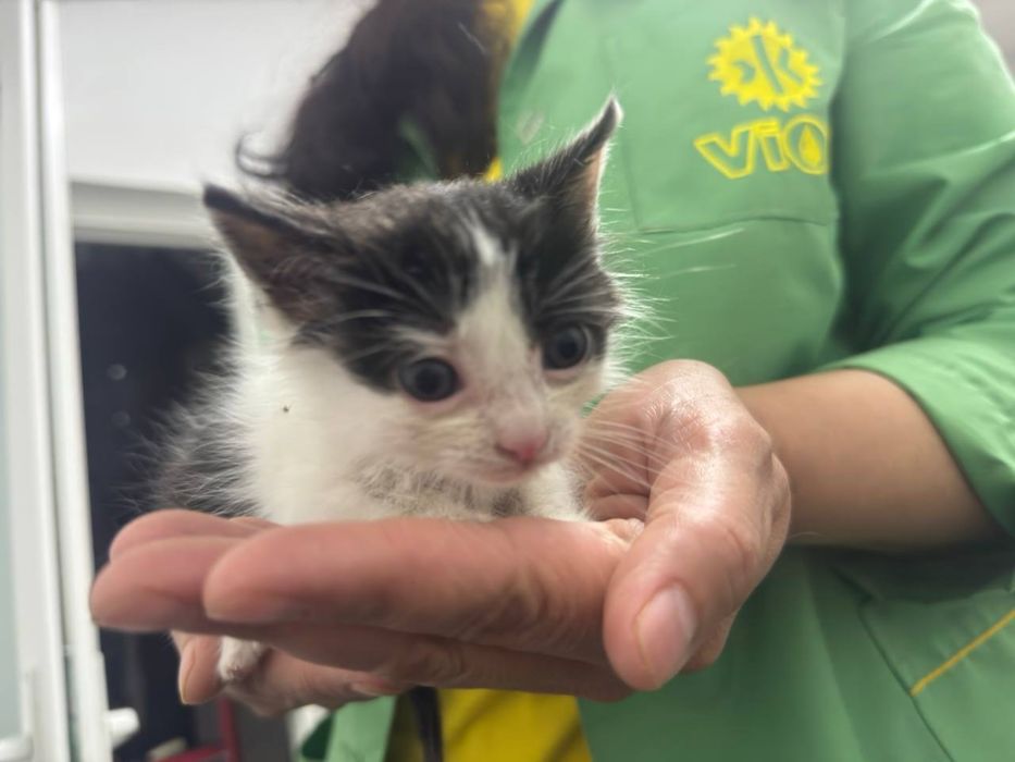 Віддаю котенят в хороші руки