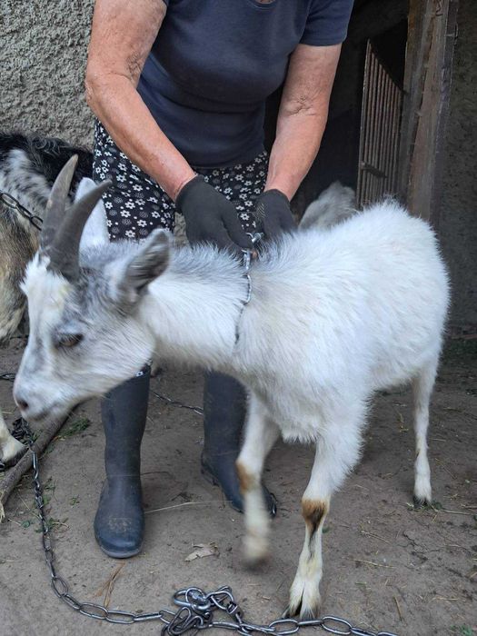 Коза, коза 1 рік