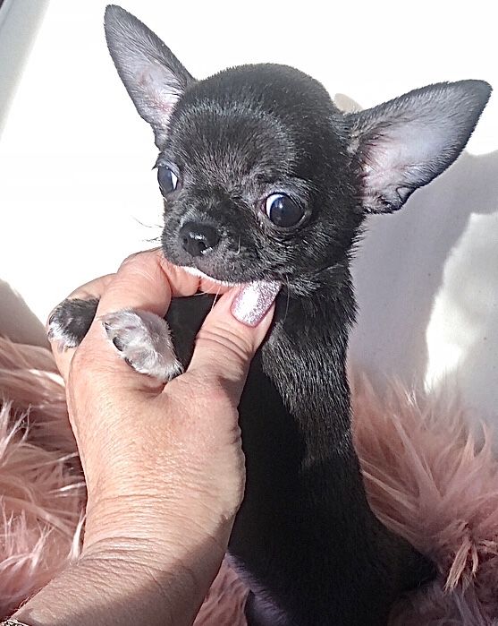 Супер міні дівчинка чихуахуа!