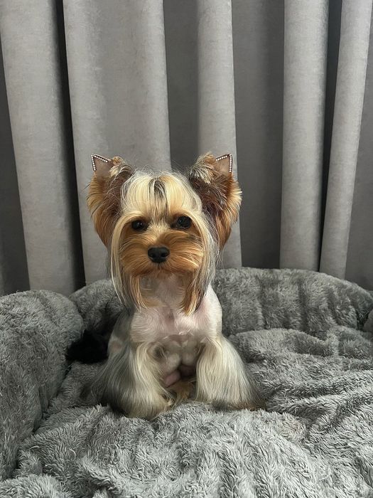 Щенки мини Йорк на коротких лапках с мордочкой бейби фейс