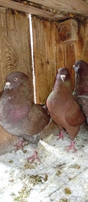 Gołębie kingi king