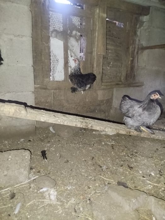 Galo super lindo
Macho muito bonito.
Super meigo e calmo.
Canta muito