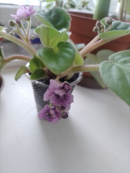 Комнатные цветы самовывоз