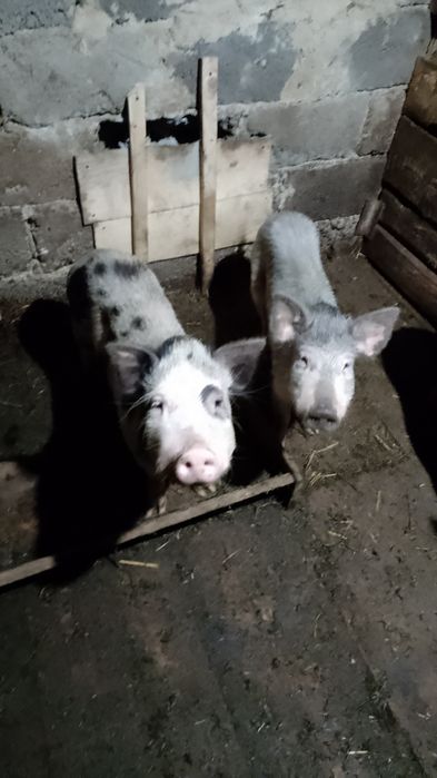 Продам кабанчиків