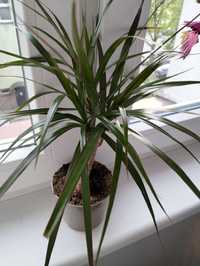 Dracena obrzeżona