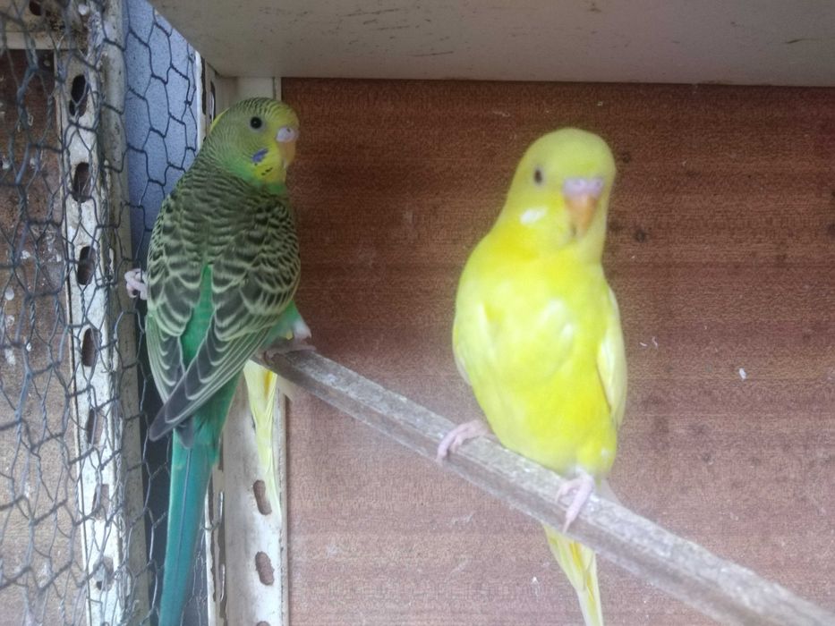 Periquitos Australianos