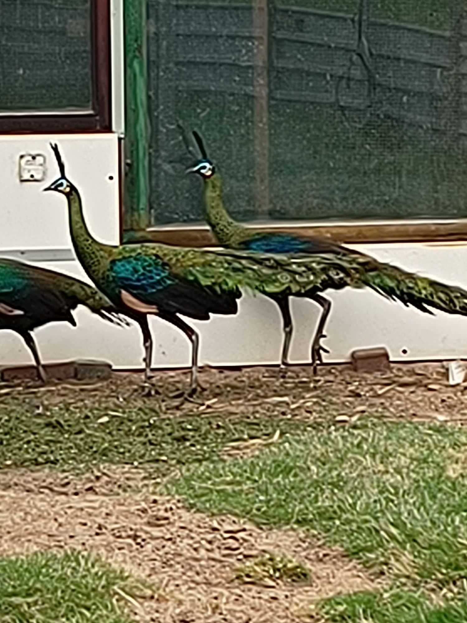 Sprzedam pawie zielone (muticus imp.)
