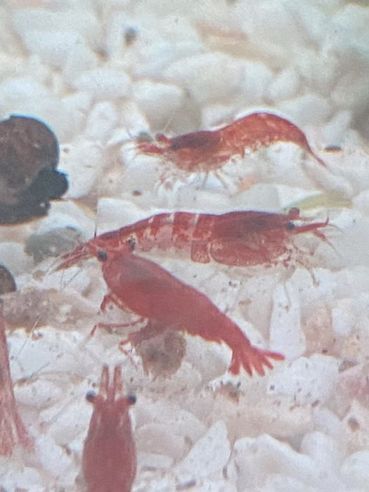 Ампулярия улитка аквариумная