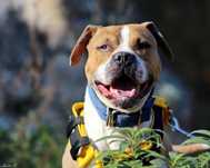Ginger- rodowity Pitbull po przejsciach czeka na swój dom