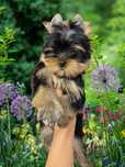 Yorkshire Terrier York ZKwP FCI rasowy po championach