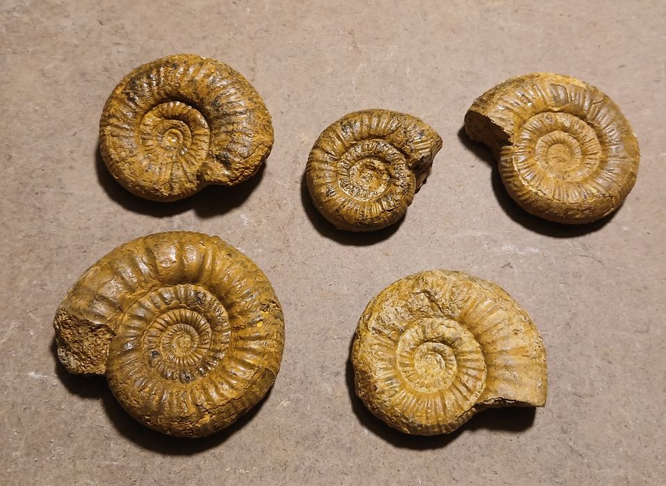 Zestaw amonitów jurajskich. Wyprzedaż kolekcji.