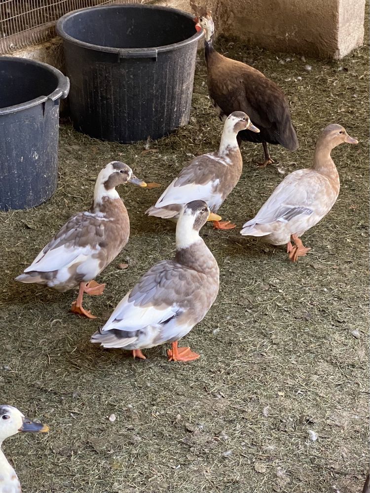 Patos ornamentais de varias raças