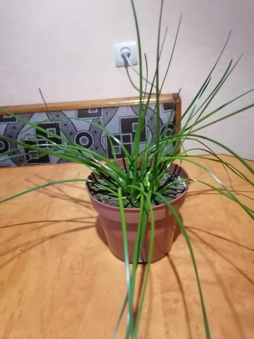 Комнатный нарцис Зефирантес.