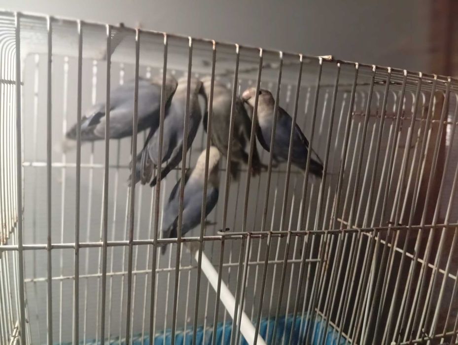 Ring necks agapórnis kakariquis e forpus