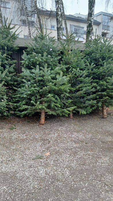 Choinka Żywa Jodła Kaukaska Świerk Cięta W Doniczce DOSTAWA Kabaty