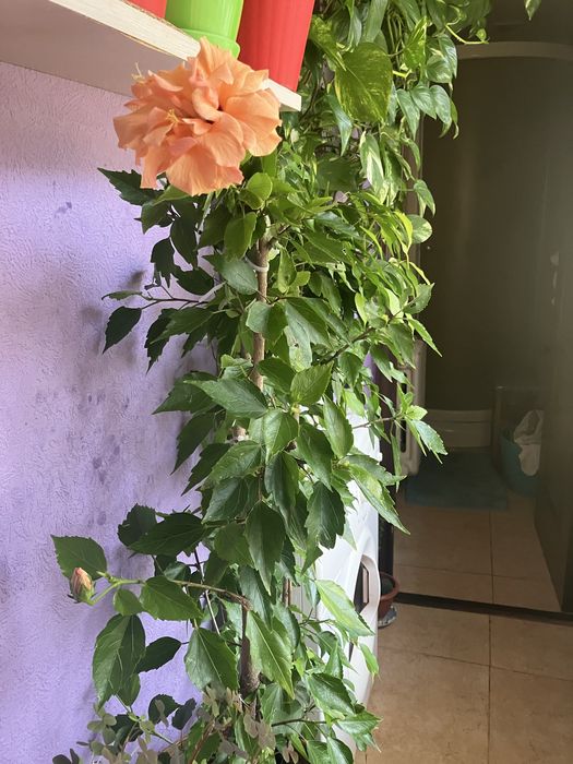 Кімнатний гібіскуус