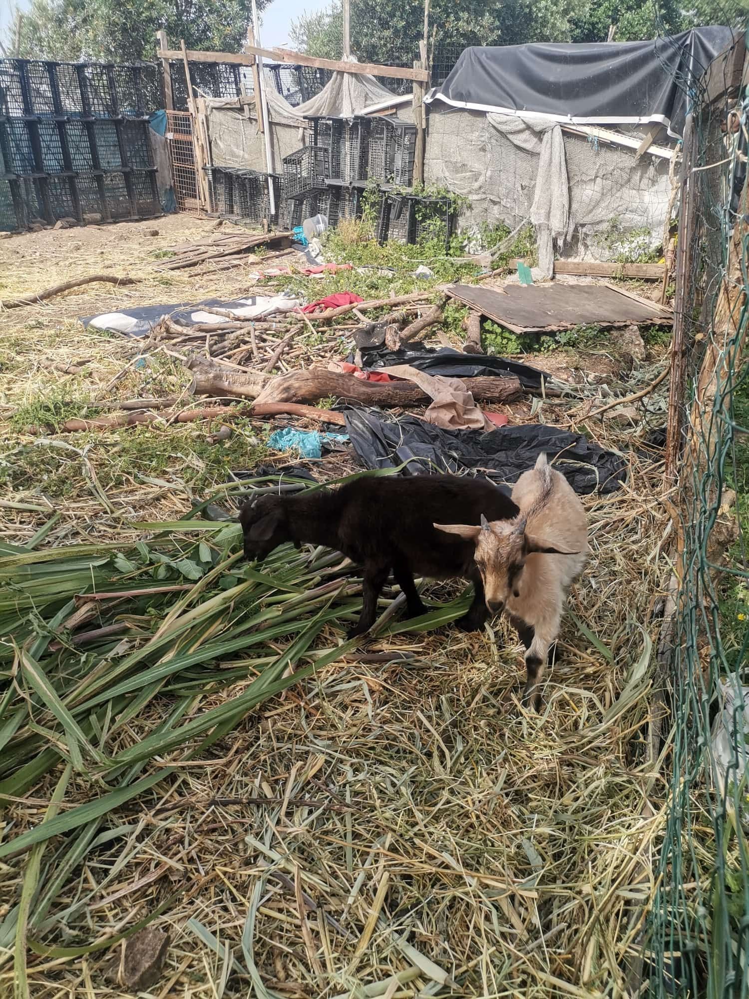 Venda de lote cabritos e cabras