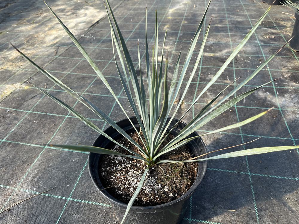 Juka Faxoniana Carnerosana Rostrata Filifera yucca mrozoodporna