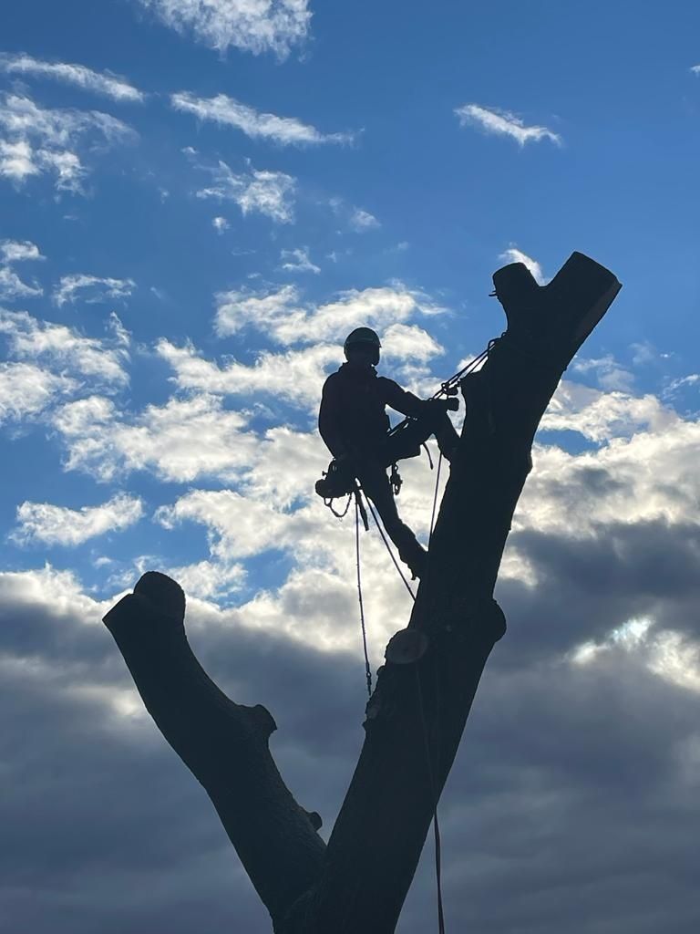 Wycinka alpinistyczna drzew, pielęgnacje drzew, wycinka standardowa