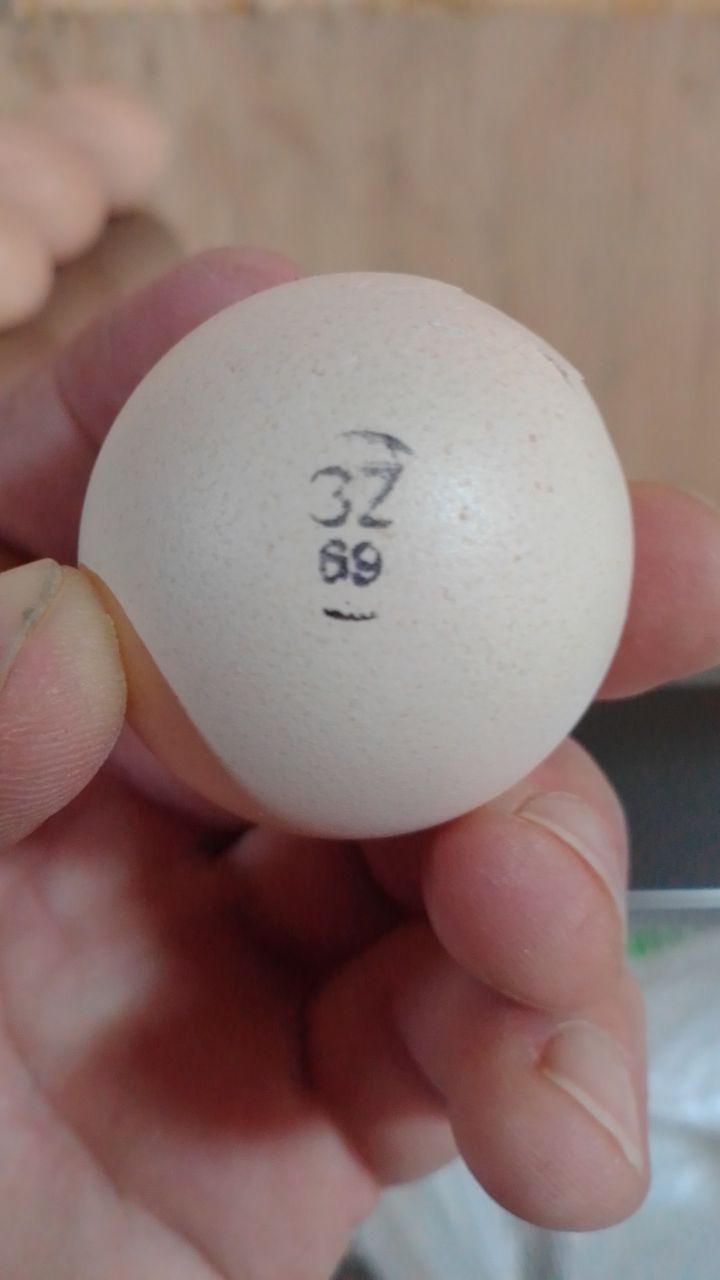 Кобб 500 Чехия инкубационные яйца