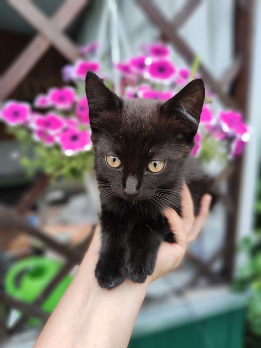 В добрі руки кошенята