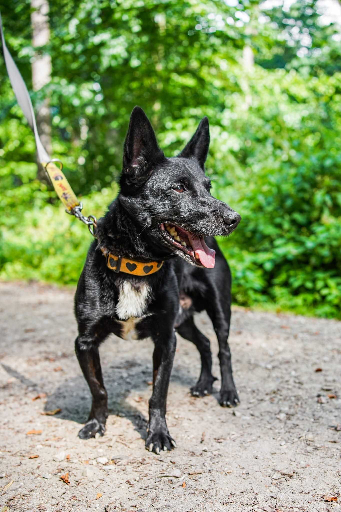 Lucky szuka domu na jesień życia! OTOZ Animals Schronisko Ciapkowo