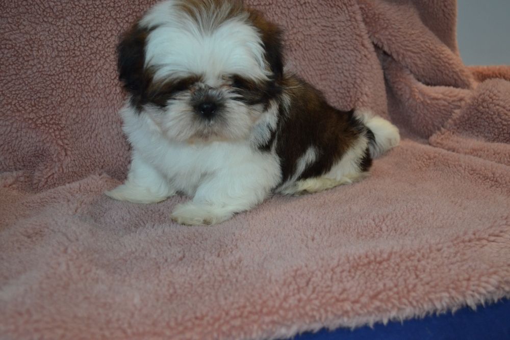 Śliczny malutki piesek Shih tzu