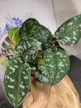 Scindapsus Pictus regress variegata scyndapsus