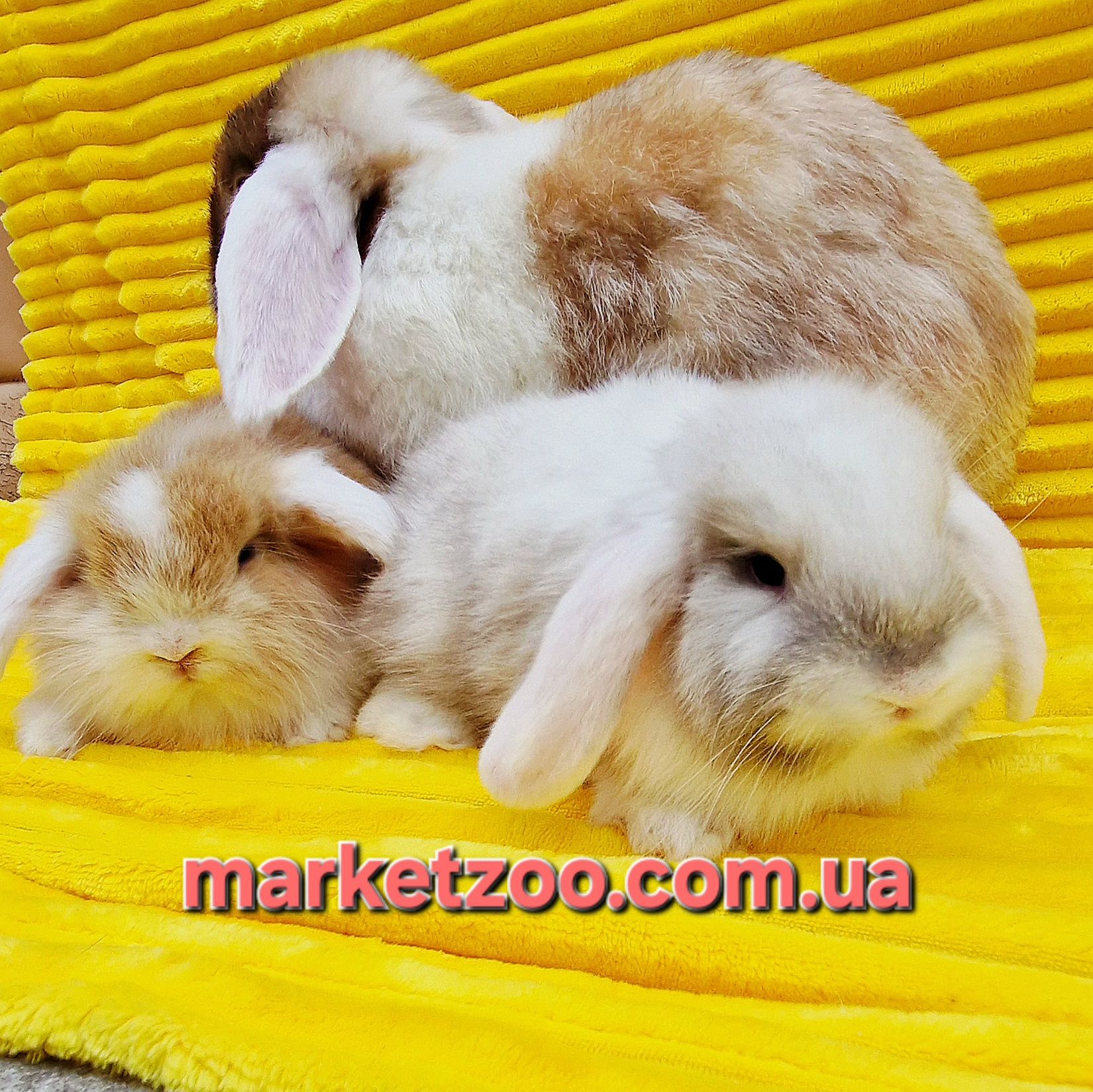 Mini Lop — дві дівчинки на фото з мамою. Уже готові до переїзду.