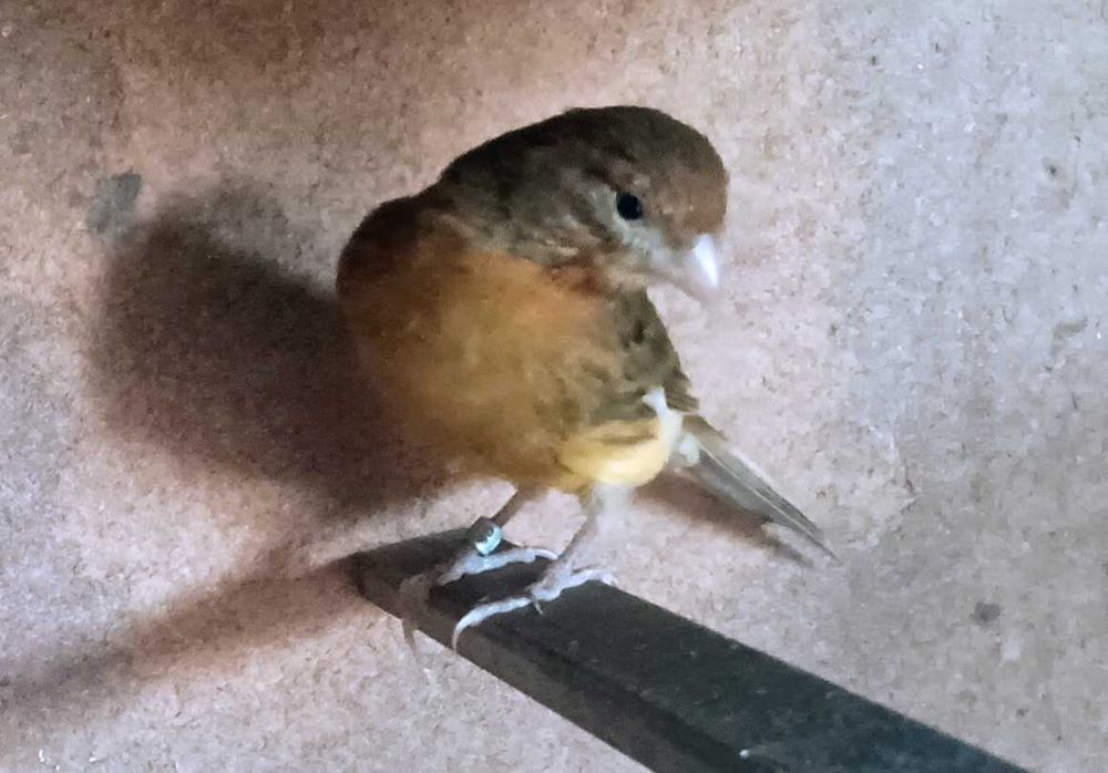 Canários, vários tipos e raças