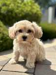 Suczka rasy Maltipoo