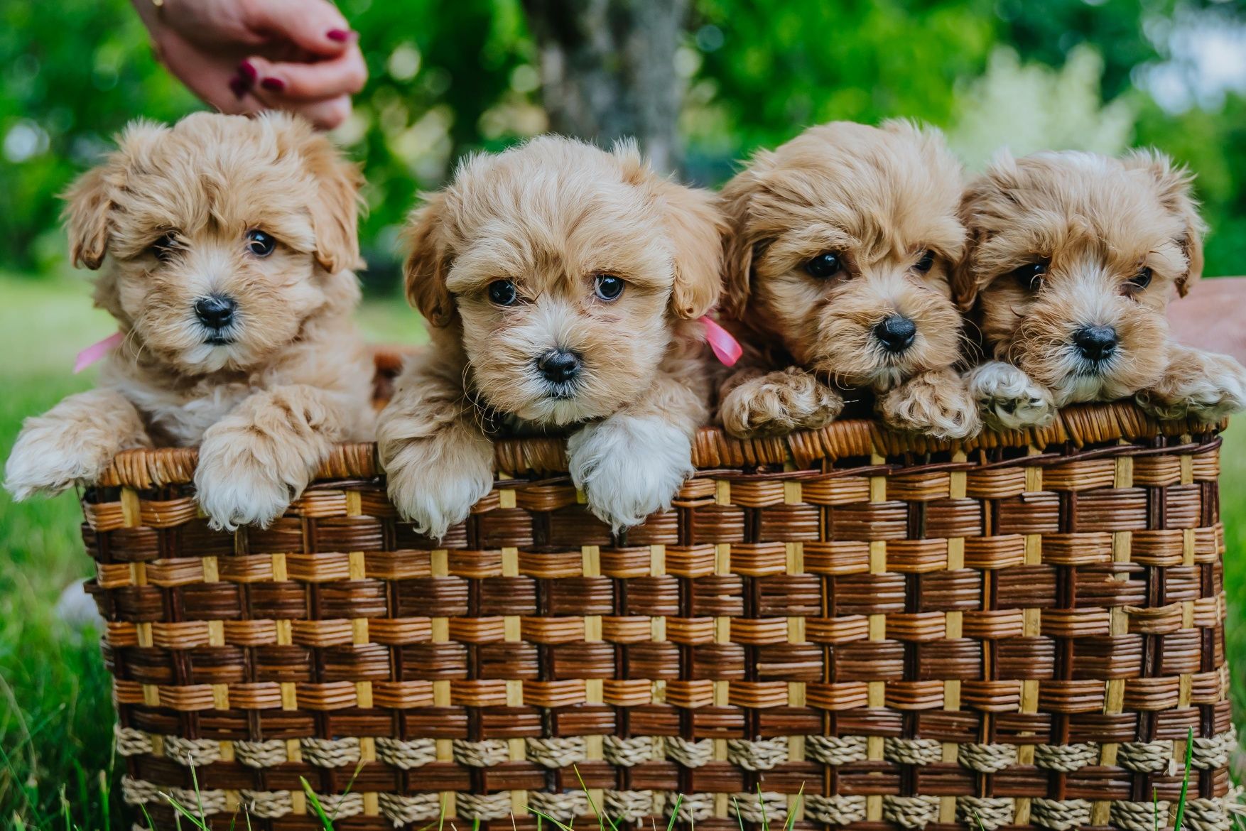 Maltipoo F1 piesek