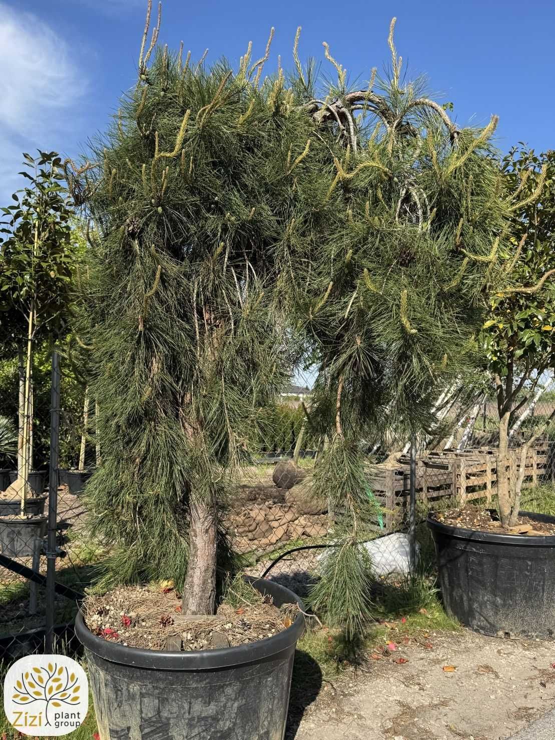 Pinus densiflora 'Pendula', Sosna, obw. 30-35cm, pień 160cm
