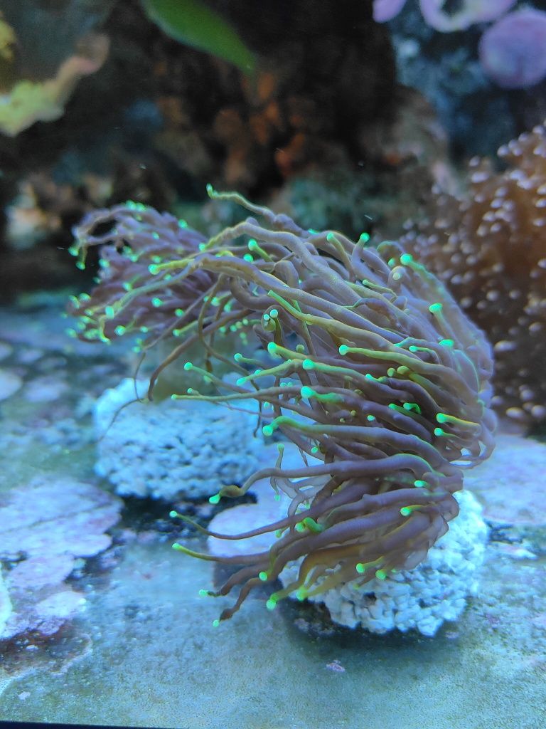 Koralowce Euphyllia glabrescens