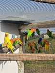 Agapornis  opalinos diversos  mutações