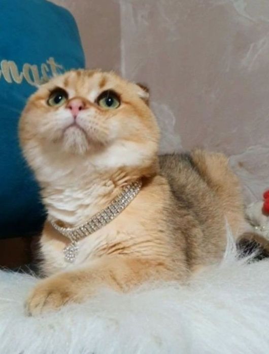 Золотой вислоухий шиншилла