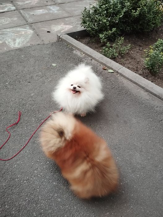 Померанец. Мальчик 10 мес.