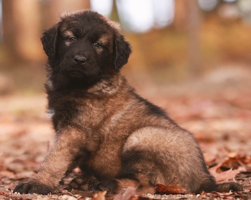 Cachorro, cães Serra da Estrela