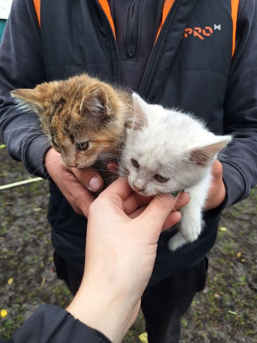 В добрі руки! Милі Кошенята. Біле, Рудо-смугасте та Сіре